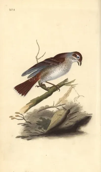 Framed Print : Red-backed shrike (female), Lanius collurio Framed Print : Red-backed shrike (female), Lanius collurio