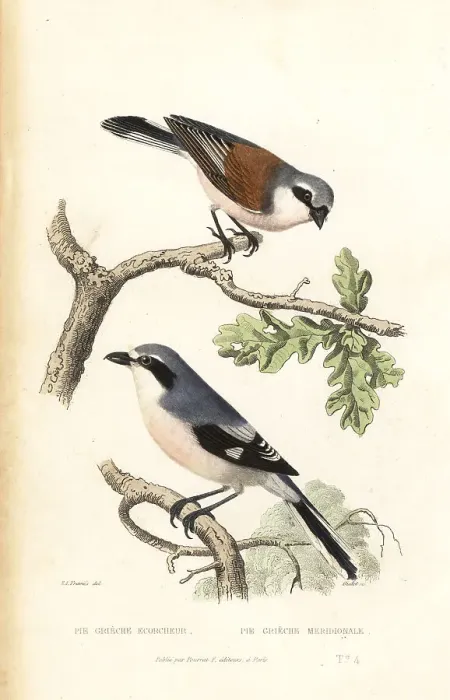 Framed Print : Red-backed shrike and Iberian gray shrike Framed Print : Red-backed shrike and Iberian gray shrike