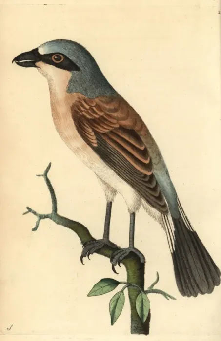 Framed Print : Red-backed shrike, Lanius collurio Framed Print : Red-backed shrike, Lanius collurio