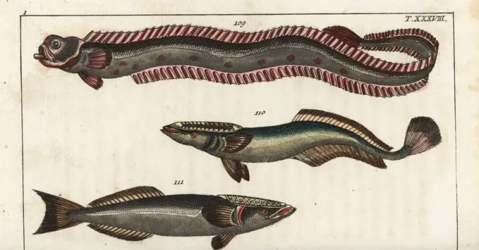 Framed Print : Red band-fish, sharksucker, and remora Framed Print : Red band-fish, sharksucker, and remora
