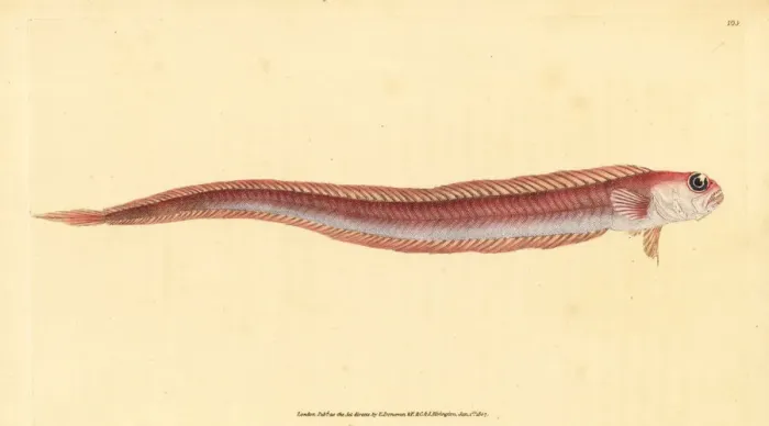 Framed Print : Red bandfish, Cepola macrophthalma Framed Print : Red bandfish, Cepola macrophthalma