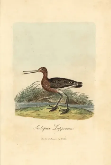 Framed Print : Red or bar-tailed godwit, Limosa lapponica Framed Print : Red or bar-tailed godwit, Limosa lapponica