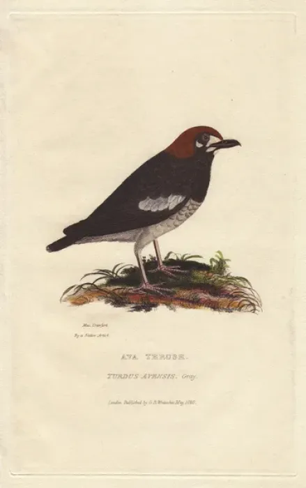 Framed Print : Red-bellied ant-eater, Pitta erythrogaster Framed Print : Red-bellied ant-eater, Pitta erythrogaster