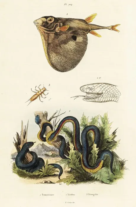 Framed Print : Red-bellied black snake and threetooth puffer Framed Print : Red-bellied black snake and threetooth puffer