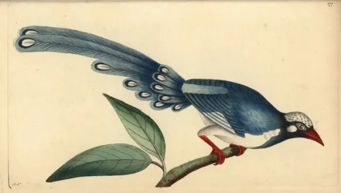 Framed Print : Red-billed blue magpie, Urocissa erythrorhyncha Framed Print : Red-billed blue magpie, Urocissa erythrorhyncha