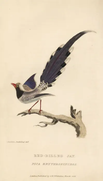 Framed Print : Red-billed blue magpie, Urocissa erythrorhyncha Framed Print : Red-billed blue magpie, Urocissa erythrorhyncha