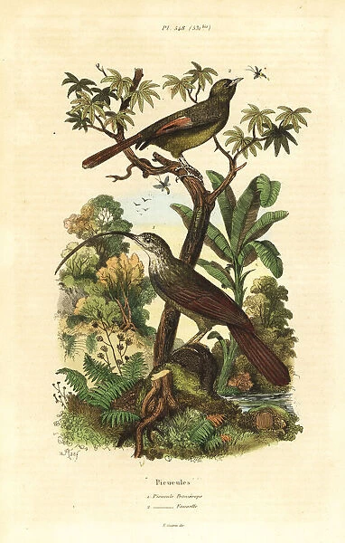 Red-billed scythebill and olivaceous woodcreeper