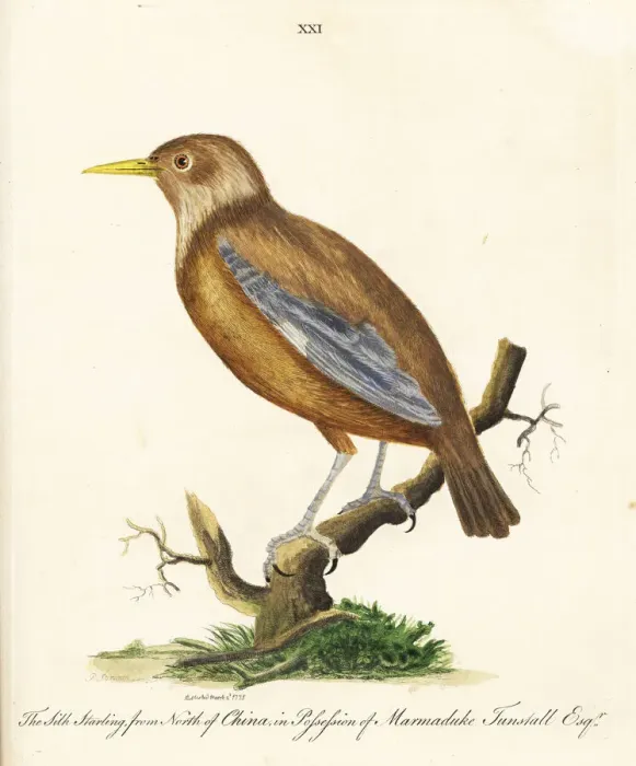 Framed Print : Red-billed starling, Sturnus sericeus Framed Print : Red-billed starling, Sturnus sericeus
