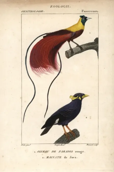 Framed Print : Red bird-of-paradise, Paradisaea rubra (near Framed Print : Red bird-of-paradise, Paradisaea rubra (near
