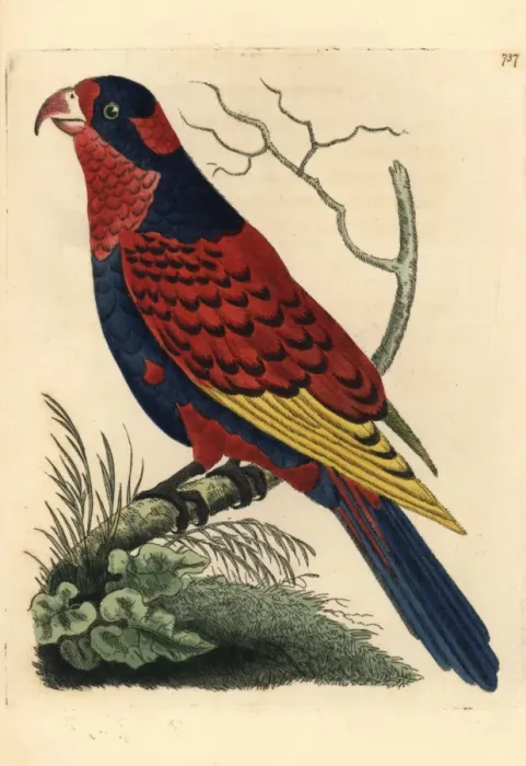 Framed Print : Red and blue lory, Eos histrio Endangered Framed Print : Red and blue lory, Eos histrio Endangered