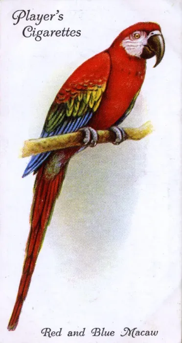 Framed Print : Red and Blue Macaw Framed Print : Red and Blue Macaw