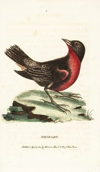 Red-breasted blackbird, Sturnella militaris