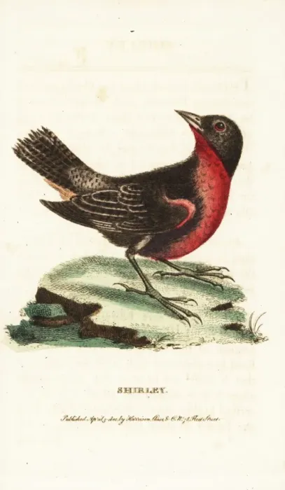 Framed Print : Red-breasted blackbird, Sturnella militaris Framed Print : Red-breasted blackbird, Sturnella militaris