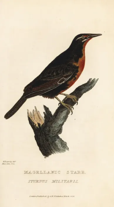 Framed Print : Red-breasted blackbird, Sturnella militaris Framed Print : Red-breasted blackbird, Sturnella militaris