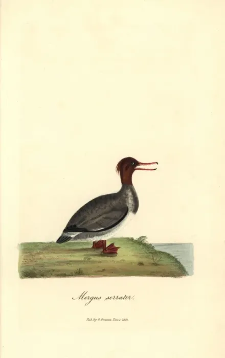 Framed Print : Red-breasted merganser (female), Mergus serrator Framed Print : Red-breasted merganser (female), Mergus serrator