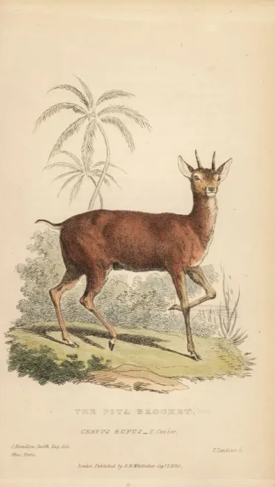 Framed Print : Red brocket, Mazama americana rufa Framed Print : Red brocket, Mazama americana rufa
