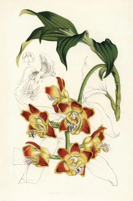 Framed Print : Red bulls mouth orchid, Chysis bruennowiana Framed Print : Red bulls mouth orchid, Chysis bruennowiana