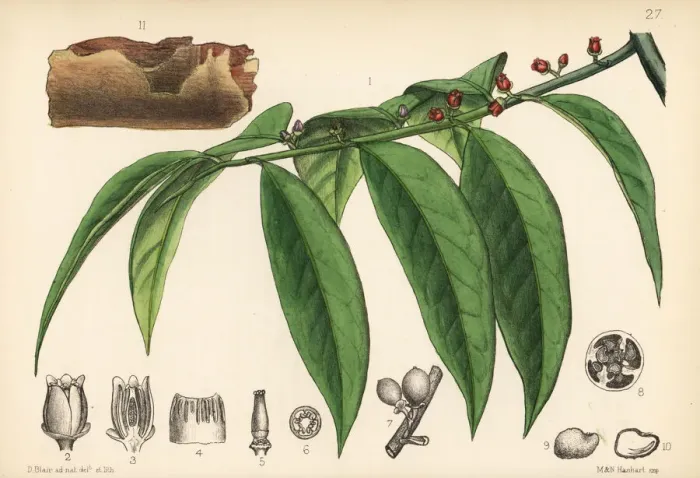 Framed Print : Red canella or mountain cinnamon, Cinnamodendron corticosum Framed Print : Red canella or mountain cinnamon, Cinnamodendron corticosum
