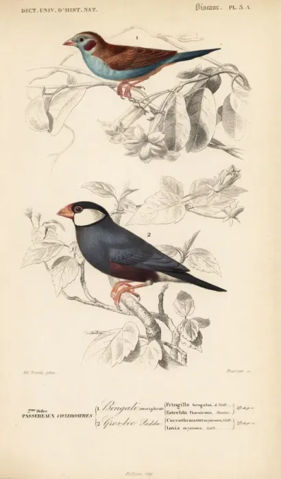 Framed Print : Red-cheeked cordon-bleu, Uraeginthus bengalus Framed Print : Red-cheeked cordon-bleu, Uraeginthus bengalus