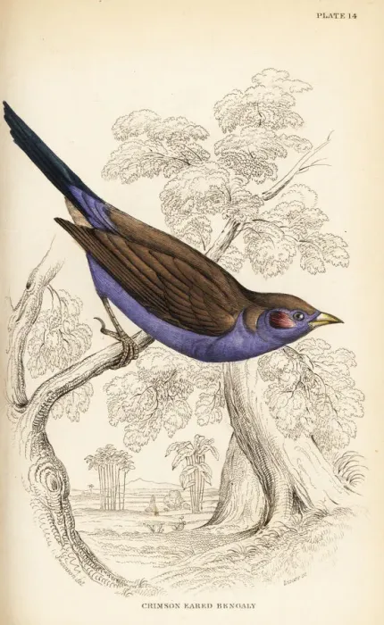 Framed Print : Red-cheeked cordon-bleu, Uraeginthus bengalus Framed Print : Red-cheeked cordon-bleu, Uraeginthus bengalus
