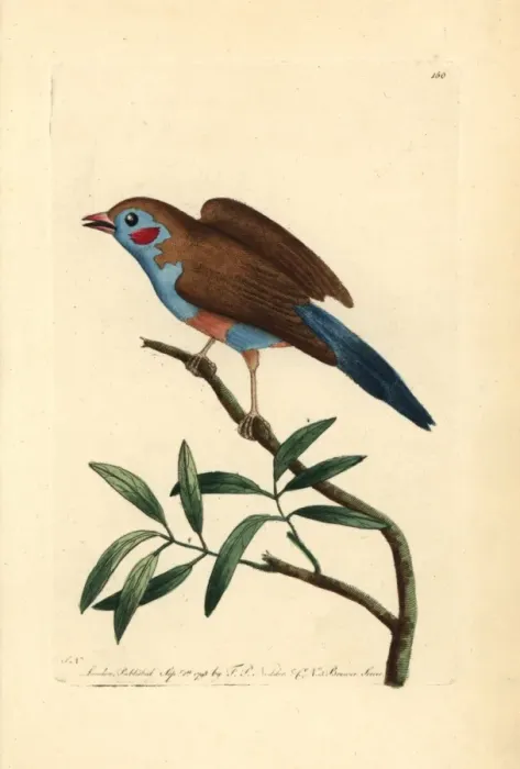 Framed Print : Red-cheeked cordon-blue, Uraeginthus bengalus Framed Print : Red-cheeked cordon-blue, Uraeginthus bengalus