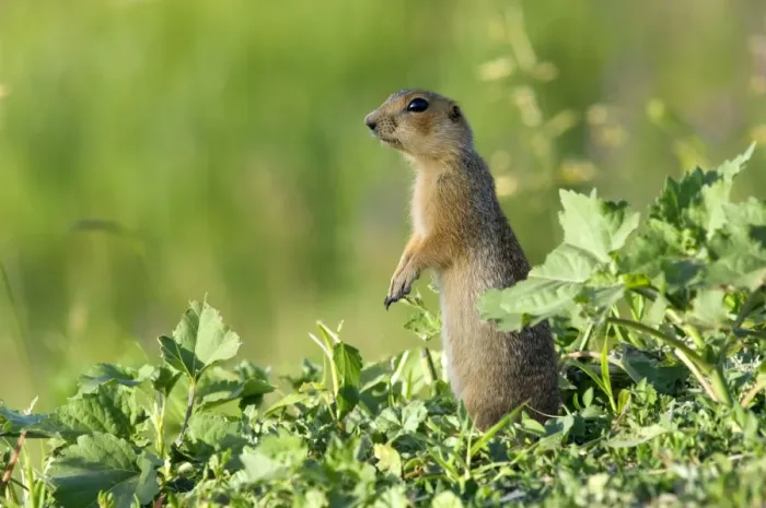 Framed Print : Red-cheeked Souslik - adult - observes surroundings