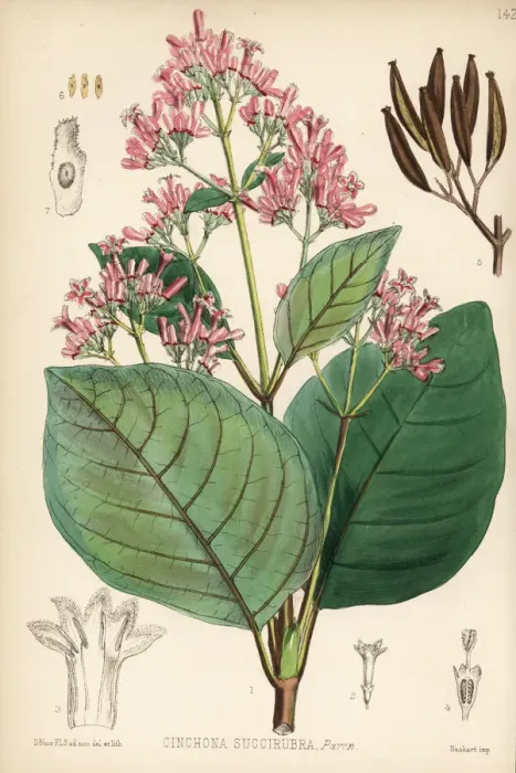 Framed Print : Red cinchona or quina, Cinchona pubescens Framed Print : Red cinchona or quina, Cinchona pubescens