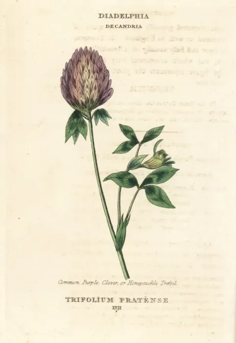 Framed Print : Red clover, Trifolium pratense Framed Print : Red clover, Trifolium pratense