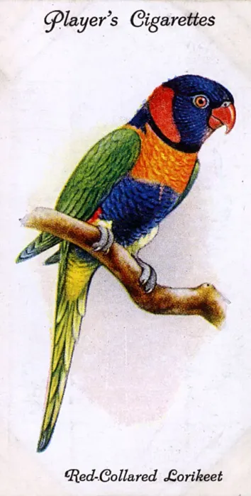 Framed Print : Red-Collared Lorikeet Framed Print : Red-Collared Lorikeet