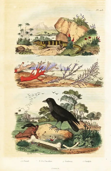 Framed Print : Red coral, coralline, raven and lizard Framed Print : Red coral, coralline, raven and lizard