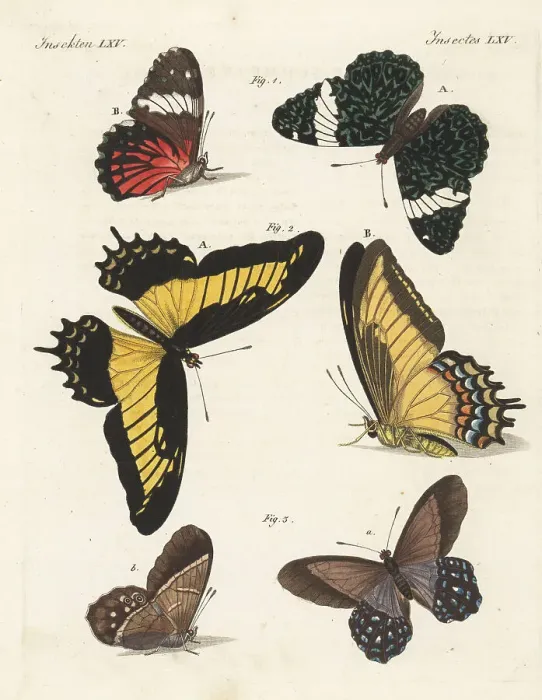 Framed Print : Red cracker, androgeus and lena pierella butterflies Framed Print : Red cracker, androgeus and lena pierella butterflies