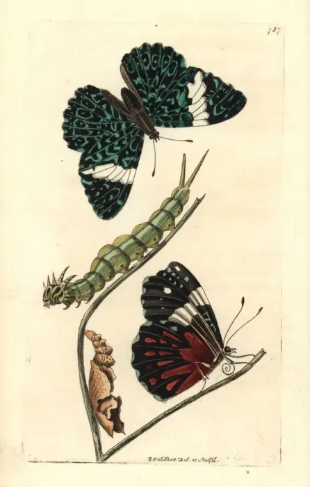 Framed Print : Red cracker butterfly, Hamadryas amphinome Framed Print : Red cracker butterfly, Hamadryas amphinome