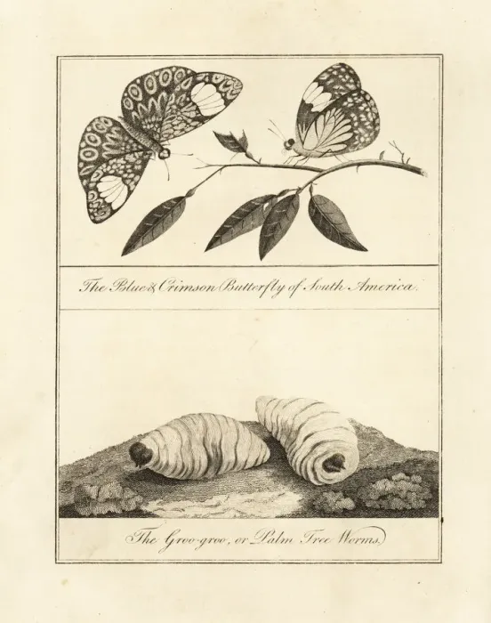 Framed Print : Red cracker butterfly and palm nut grubs Framed Print : Red cracker butterfly and palm nut grubs