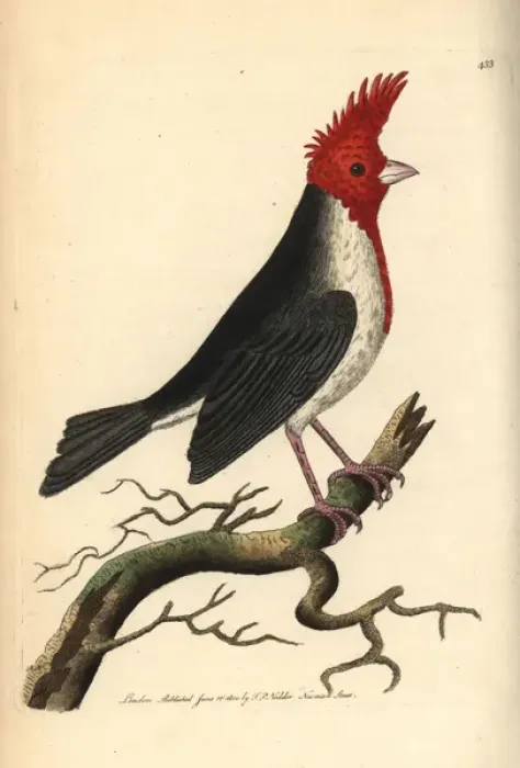 Framed Print : Red-crested cardinal, Paroaria coronata Framed Print : Red-crested cardinal, Paroaria coronata