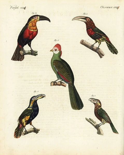Red-crested turaco, toucan, aracari and toucanet