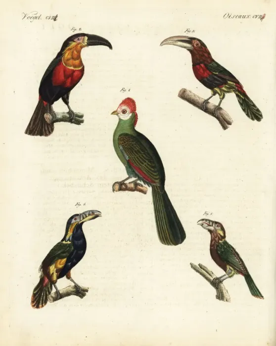 Framed Print : Red-crested turaco, toucan, aracari and toucanet Framed Print : Red-crested turaco, toucan, aracari and toucanet