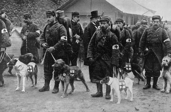 Red Cross Dogs 1915