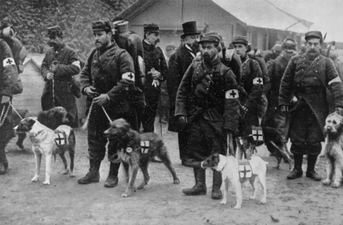 Framed Print : Red Cross Dogs 1915 Framed Print : Red Cross Dogs 1915