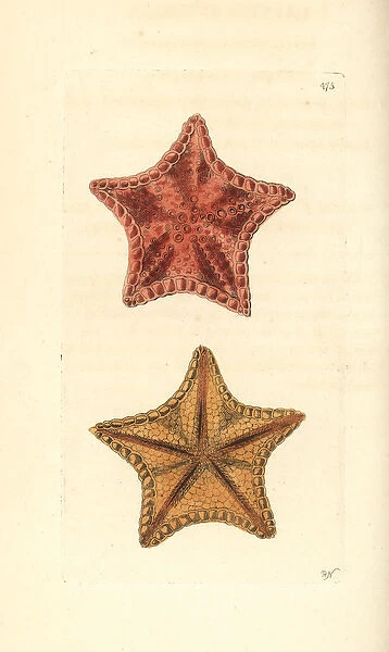 Red cushion sea star, Oreaster reticulatus