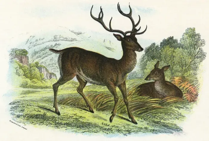 Framed Print : RED DEER. (cervus elaphus). Date: circa 1860 Framed Print : RED DEER. (cervus elaphus). Date: circa 1860