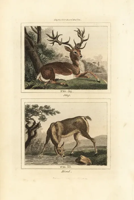 Framed Print : Red deer, Cervus elaphus Framed Print : Red deer, Cervus elaphus