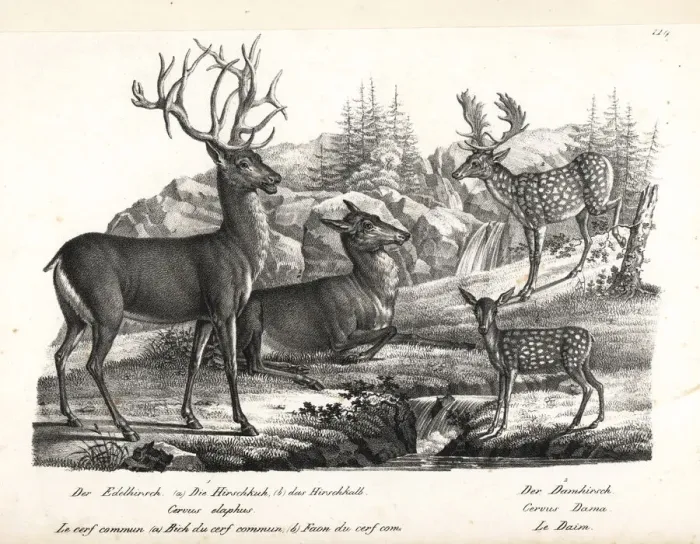 Framed Print : Red deer, Cervus elaphus, and fallow deer, Dama dama Framed Print : Red deer, Cervus elaphus, and fallow deer, Dama dama