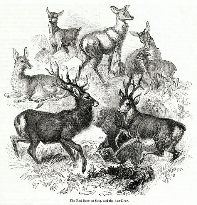 Framed Print : Red Deer (or Stag) and Roe Deer Framed Print : Red Deer (or Stag) and Roe Deer