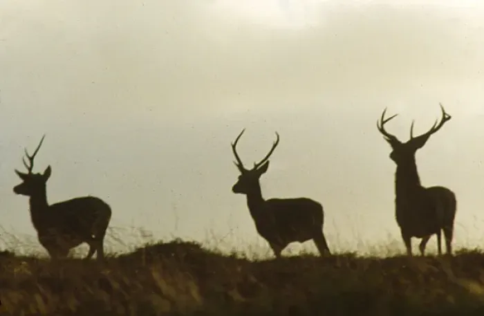 Framed Print : Three red deer in silhouette, Ley Hill, Exmoor, Somerset Framed Print : Three red deer in silhouette, Ley Hill, Exmoor, Somerset