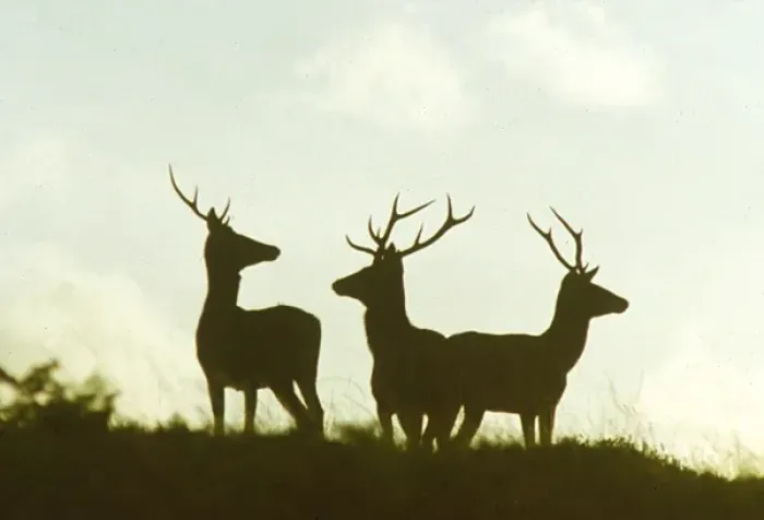 Framed Print : Three red deer in silhouette, Ley Hill, Exmoor, Somerset Framed Print : Three red deer in silhouette, Ley Hill, Exmoor, Somerset