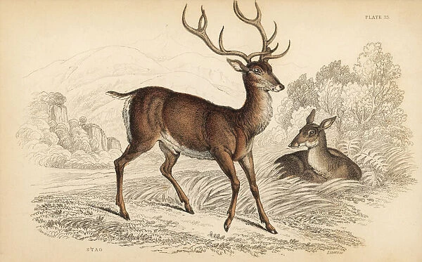 Red deer stag, Cervus elaphus