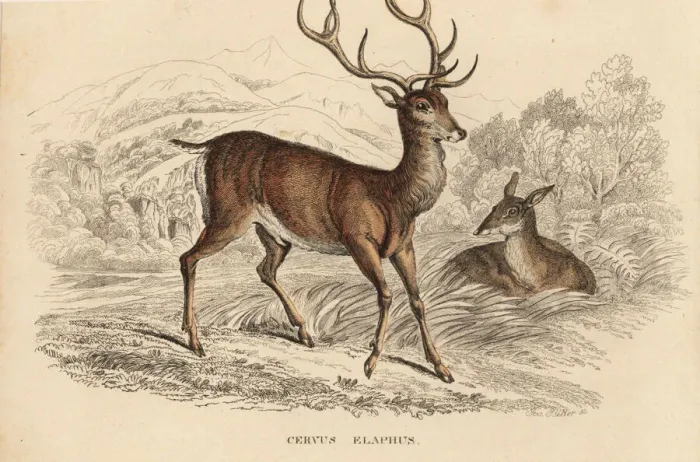 Framed Print : Red deer stag, Cervus elaphus Framed Print : Red deer stag, Cervus elaphus