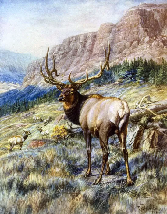 Framed Print : Red Deer Stag by E Caldwell Framed Print : Red Deer Stag by E Caldwell