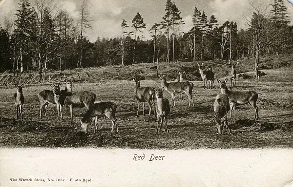 Red Deer, Unknown location