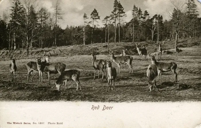 Framed Print : Red Deer, Unknown location Framed Print : Red Deer, Unknown location